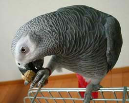 greyparrot2.JPG