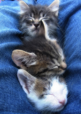 with the itty bitty kitty with the itty bitty kitty