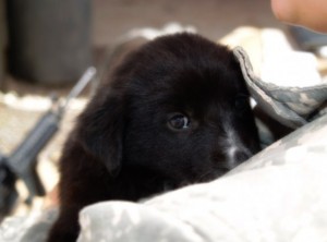 iraqblackpup2-copy