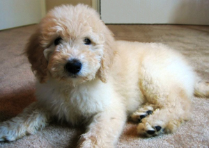 goldoodle