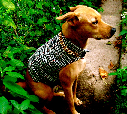 http://petprojectblog.com/wp-content/uploads//2009/01/customdogjacket.jpg