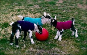 goatsweater
