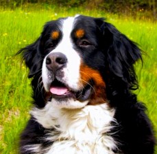 Bernese Mountain Dog