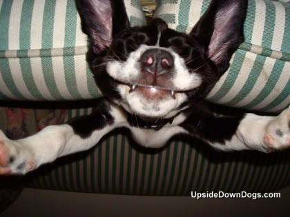 upside down dogs icon