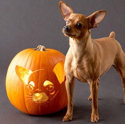 ChihuahuaPumpkin