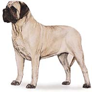 englishmastiff englishmastiff