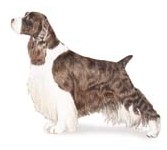 englishspaniel englishspaniel