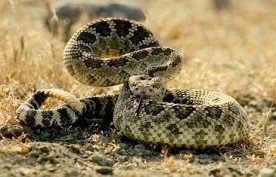 westerndiamondback westerndiamondback