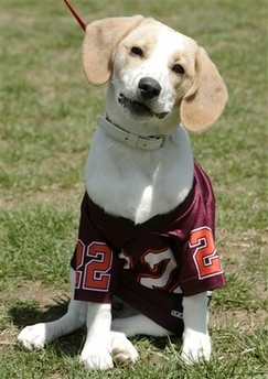 virginiatechdog.jpg