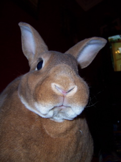 bunnydisapproval.jpg