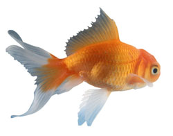 goldfishsm.jpg