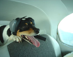 muttmuffs2.jpg muttmuffs2.jpg