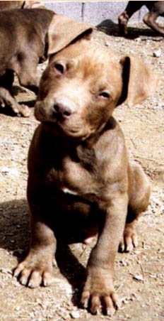 pitpup.jpg