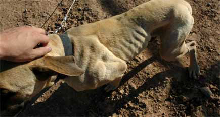 starvingdog.jpg starvingdog.jpg