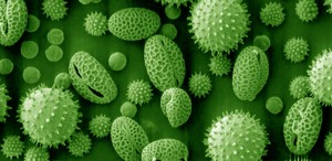pollen1