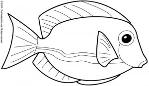 fish3
