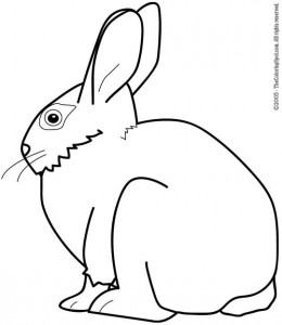 rabbit2