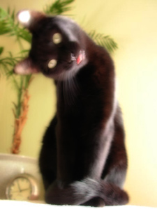 CatsterRavenWhatYouDoing