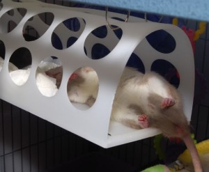bagholderbed