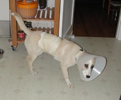 Saffron with Elizabethan collar