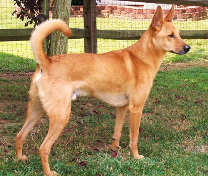 carolinadog